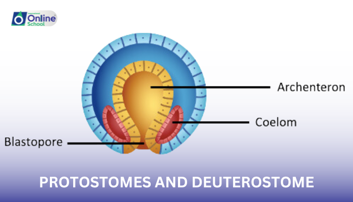 Lesson 06: Coelomates: Protostomes and Deuterostomes